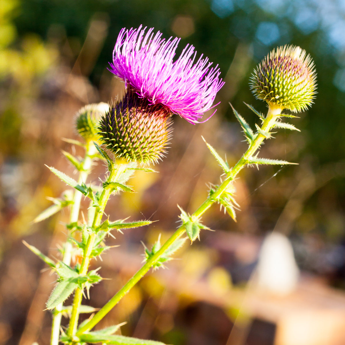 Óleo de sementes de cardo-mariano húngaro prensado a frio Mannavita • 250 ml