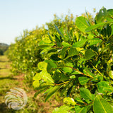 Chá de yerba mate Rosamonte • ESPECIAL • 500 g