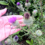 Óleo de sementes de cardo-mariano húngaro prensado a frio Mannavita • 250 ml