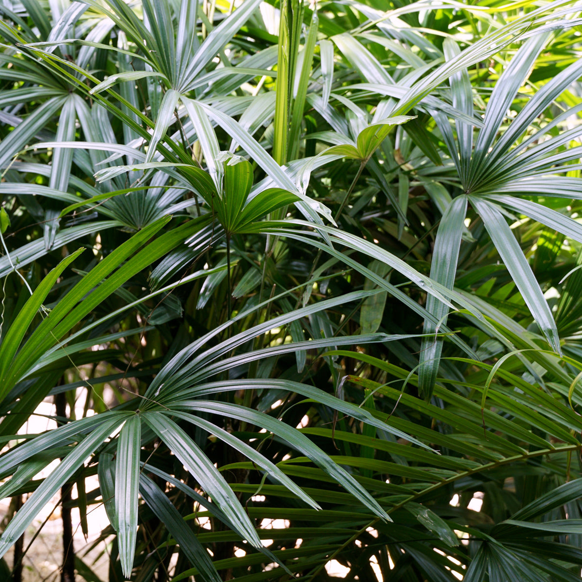 PROSTAX complexo prostático • 60 cápsulas