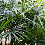 PROSTAX complexo prostático • 60 cápsulas