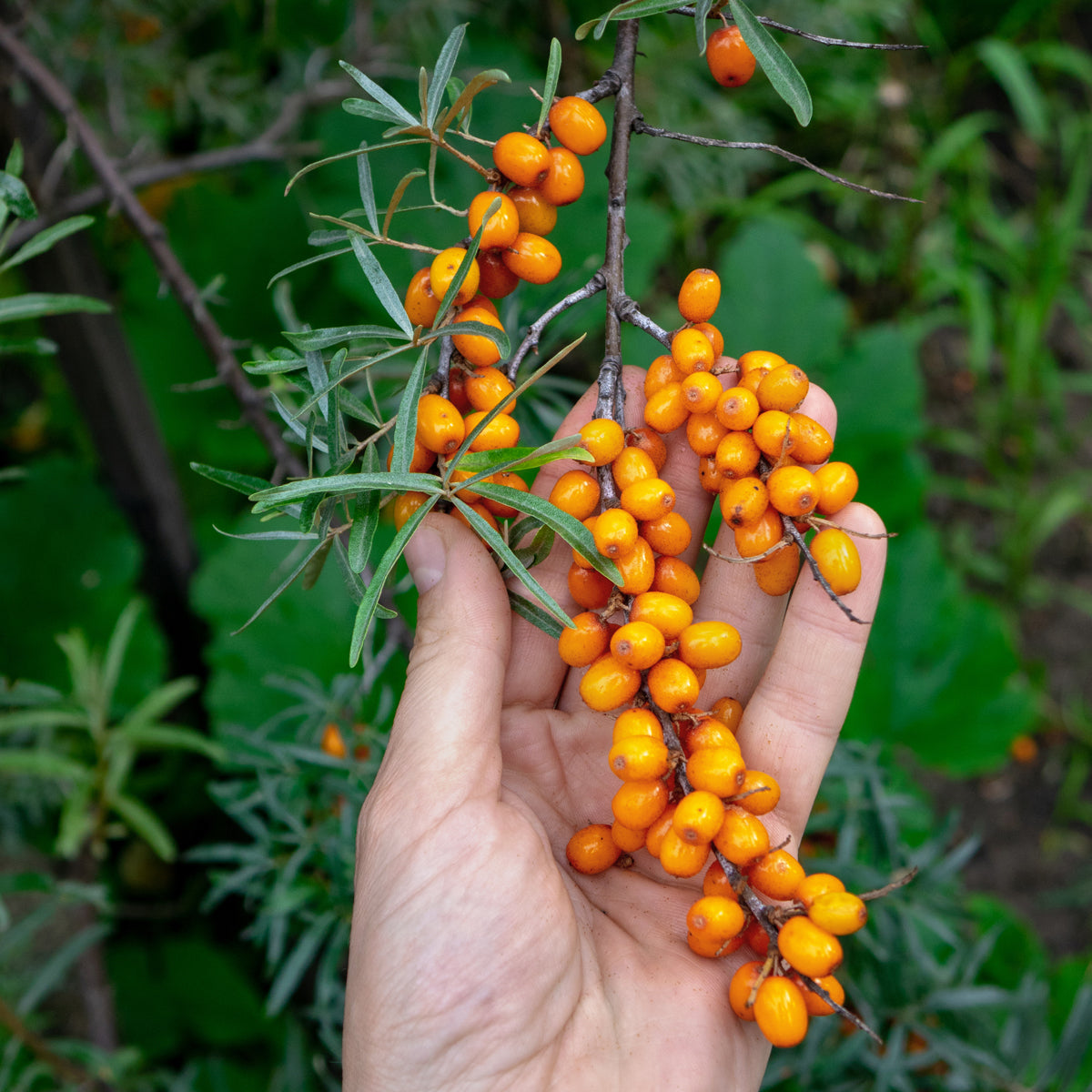 Óleo de sementes de espinheiro-mar húngaro prensado a frio Mannavita • 40 ml