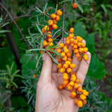 Óleo de sementes de espinheiro-mar húngaro prensado a frio Mannavita • 40 ml